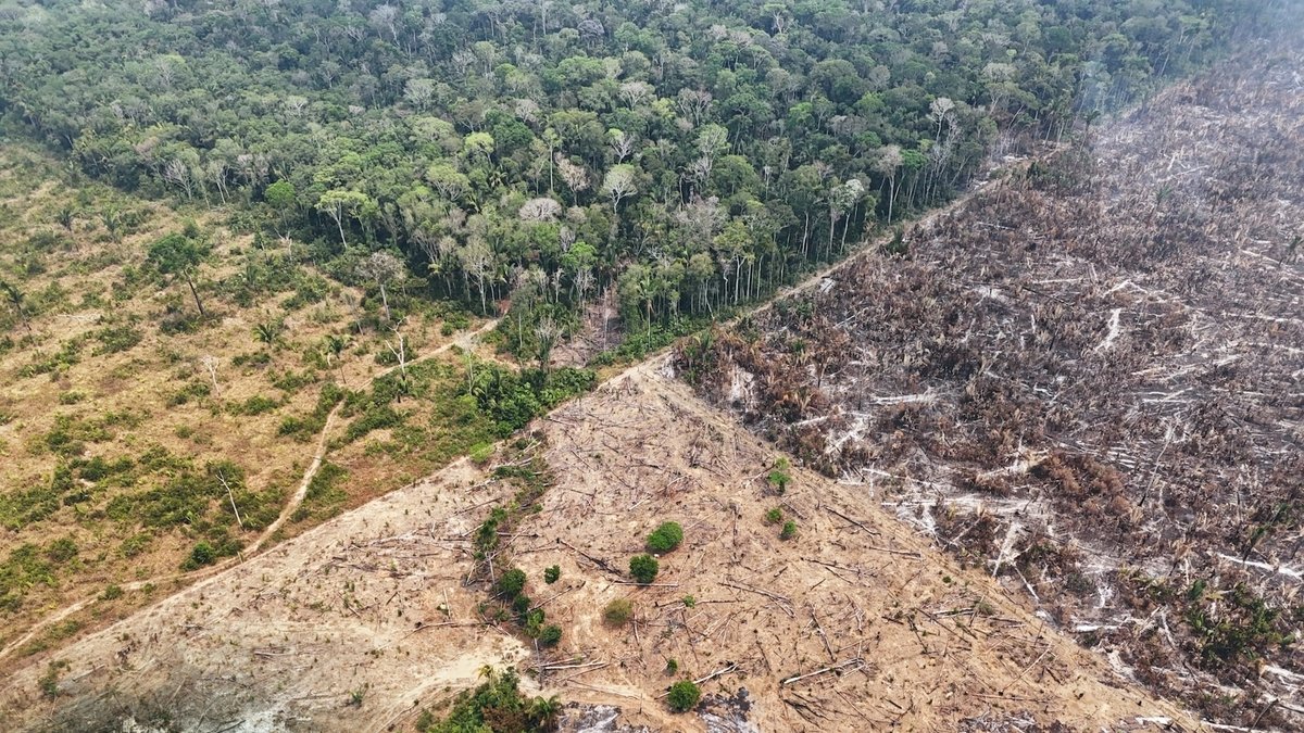 La destruction des forêts tropicales atteint un niveau record