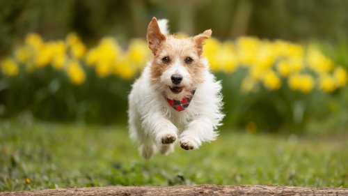 Le premier musée du chien de France a ouvert à deux pas de Paris !