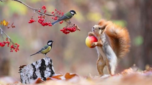 Un artiste prend des photos incroyables d’écureuils en forêt