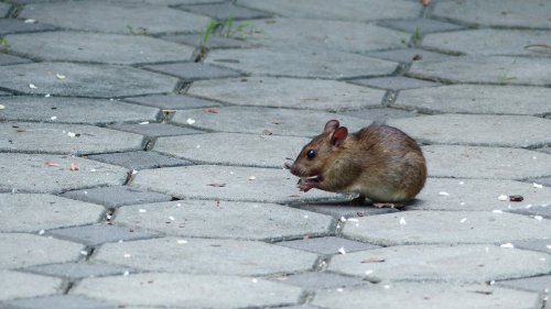 VIDÉO. Interrogée sur CNEWS, une femme découvre un rat dans sa manche en sortant du métro