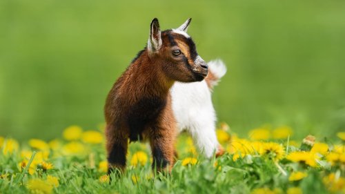 200 bébés chèvres sont à adopter pour les sauver de l'abattoir à Lille