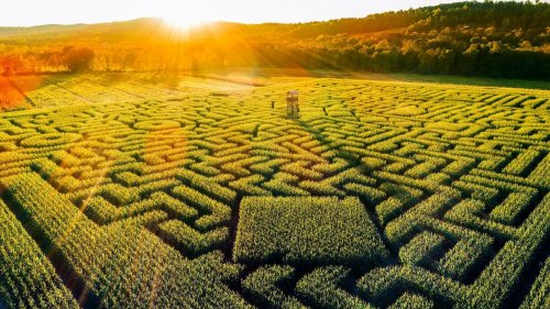 Un incroyable labyrinthe de maïs géant de 4 hectares débarque à Toulouse cet été !