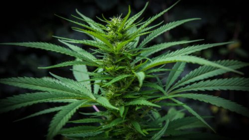 Cannabis : Vers une "légalisation encadrée" ?