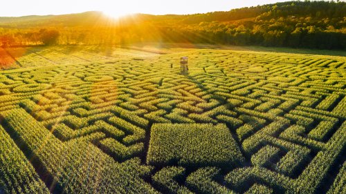 Un incroyable labyrinthe de maïs géant de 4 hectares débarque à Strasbourg cet été !