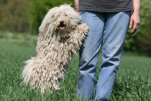 Mon chien n'a aboyé qu'un seul après-midi, et cela m'a valu une amende de 68 euros