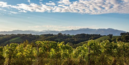 Les vins du Jurançon, une étonnante renaissance