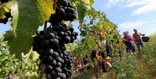 Ce vigneron d'Alsace a trouvé la solution contre les maladies qui terrassent la vigne