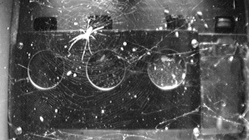 Spiders Figured Out How to Build Webs in Space