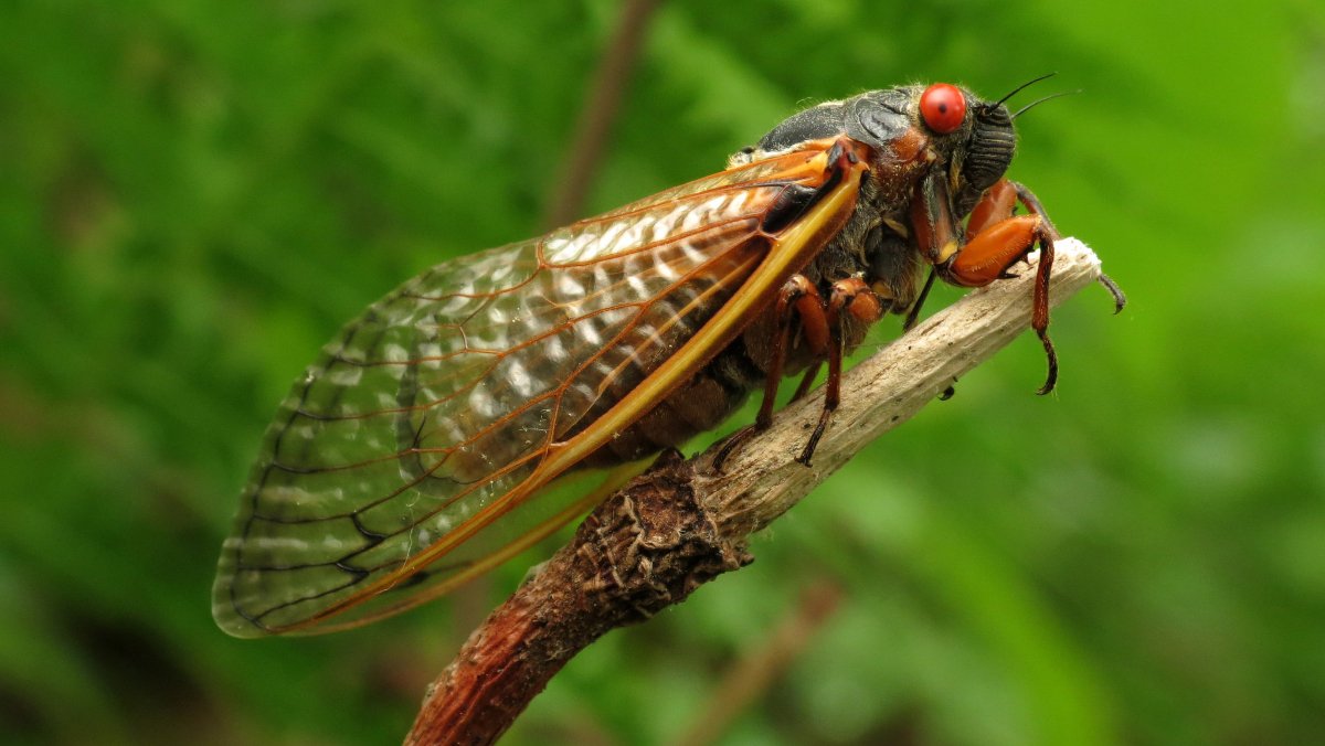 Billions of Cicadas About to Swarm Big Swaths of the U.S.