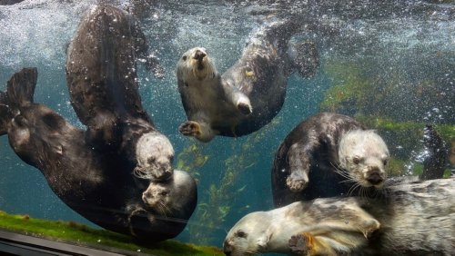 We Visited Monterey Bay Aquarium, Home to Deep Sea Creatures and Orphaned Otters