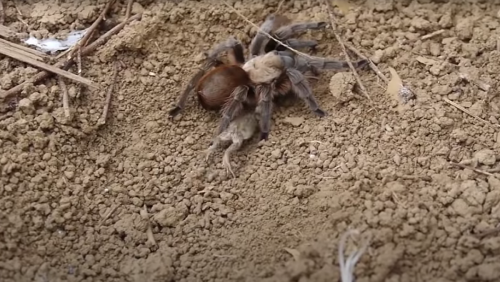 Tarantulas and Their Pet Frogs Offer a Unique Look at Animal Friendship