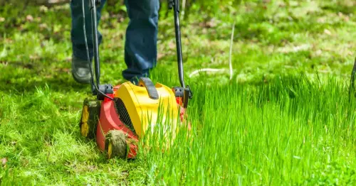 Gardening experts issue urgent warning to homeowners to not mow their lawns