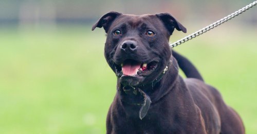 Judge orders death of two Staffordshire Bull Terriers after man uses one 'as weapon'