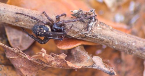 Venomous false widow spider invading UK homes amid warmer weather