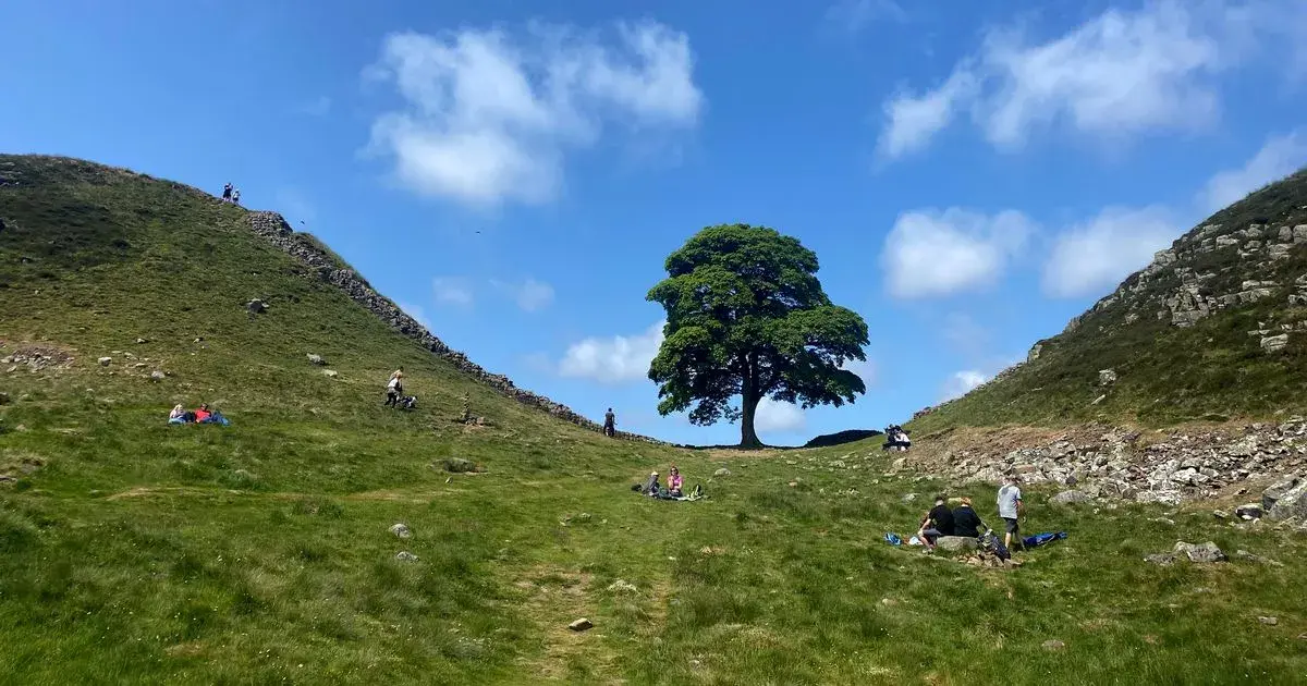 Sycamore Gap sapling to be planted and nurtured in Leicestershire garden