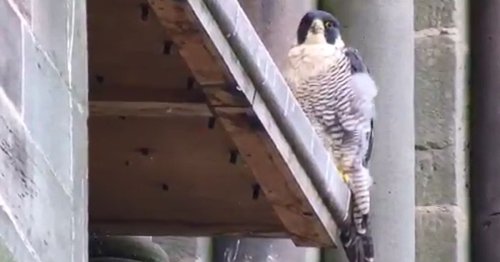 Leicester peregrine falcon that lived at Leicester Cathedral dies amid bird flu outbreak