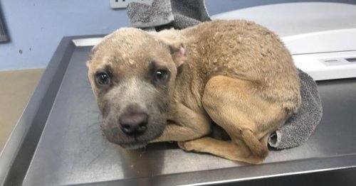 RSPCA exposes shocking scale of cruelty to dogs in Leicester