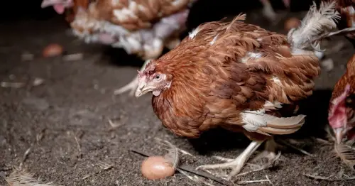 'Free range' farm eggs came from hens in 'appalling' conditions