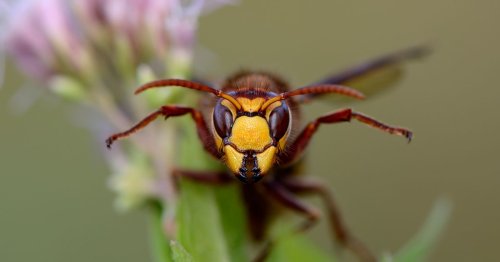 Ingenious hacks to keep wasps out of your home without needing to kill them