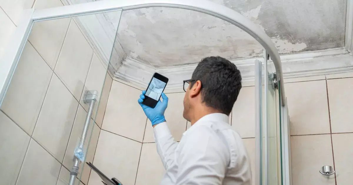 Four houseplants that can banish mould in your bathroom