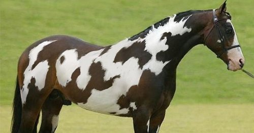 Only those with a high IQ can spot second horse in mind-bending optical illusion