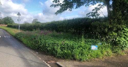 Sections Of Roadside Across Leicestershire Being Left Unmown As 