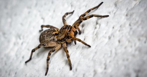 Police despair as woman calls 999 over 'massive' spider she demands be removed from her house
