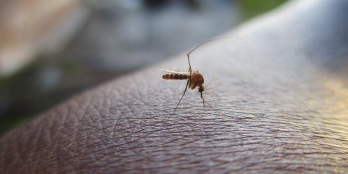 Usutu, Zika, chikungunya… Ce que l’on sait de la présence des virus « exotiques » en France