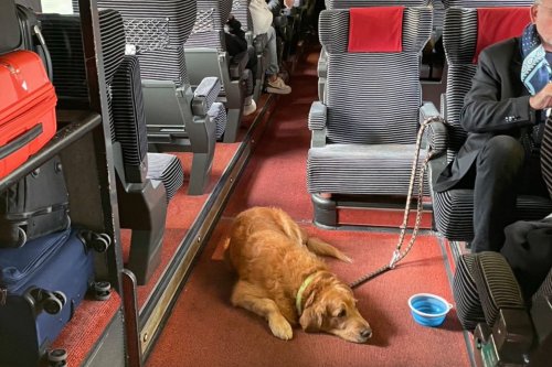 Un chien sans muselière dans le train ? Une ex-députée le prend en photo et crée la polémique