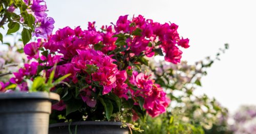 Le bougainvillier star des balcons est en rayon chez Lidl, mais pas pour longtemps