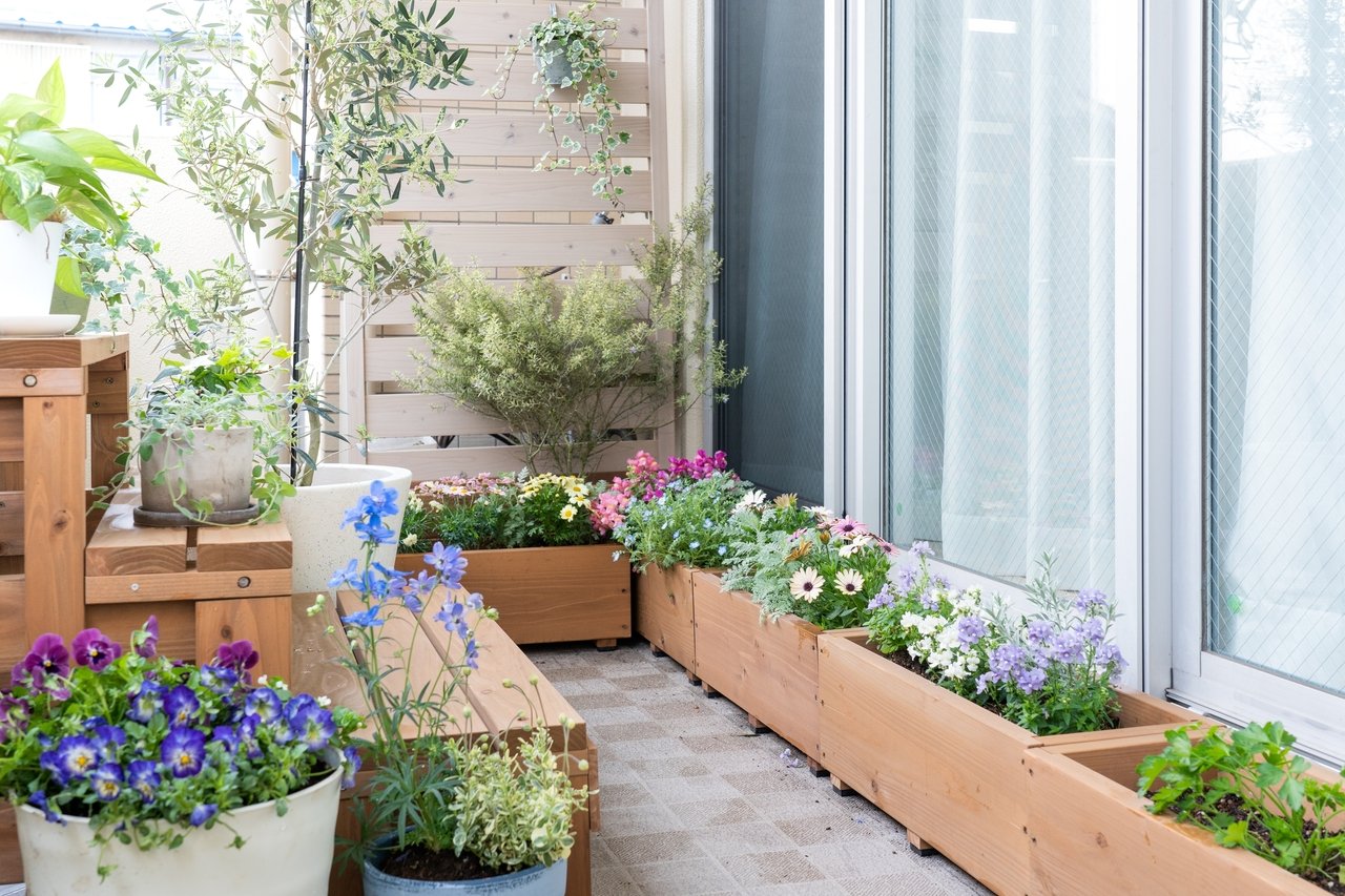 Cette nouvelle plante magique remplace le bambou en 2025 et sublimera vos balcons dès mars