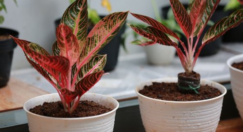 Comment choisir les plantes d'intérieur selon les PIÈCES de sa maison ?