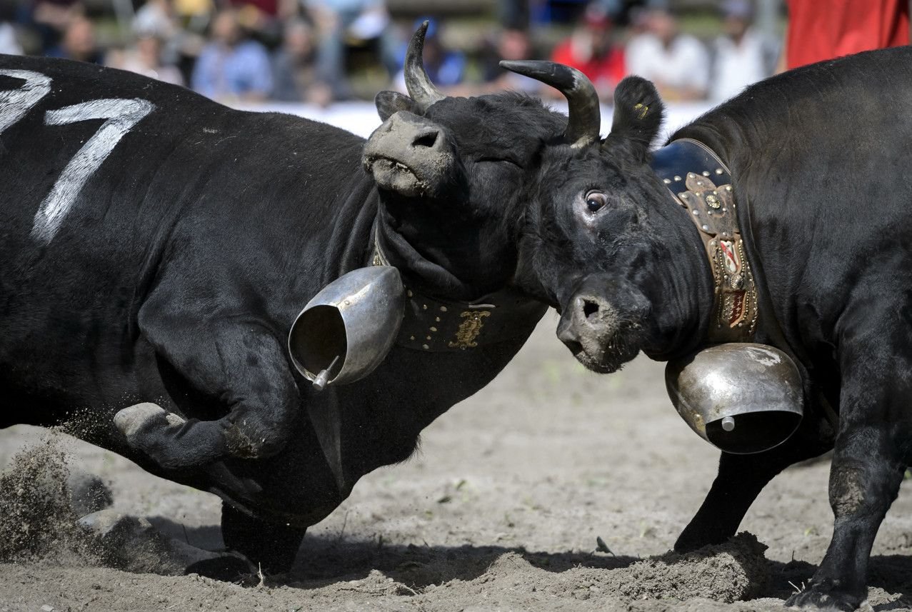 Plus aucun événement avec des vaches d’Hérens en Valais