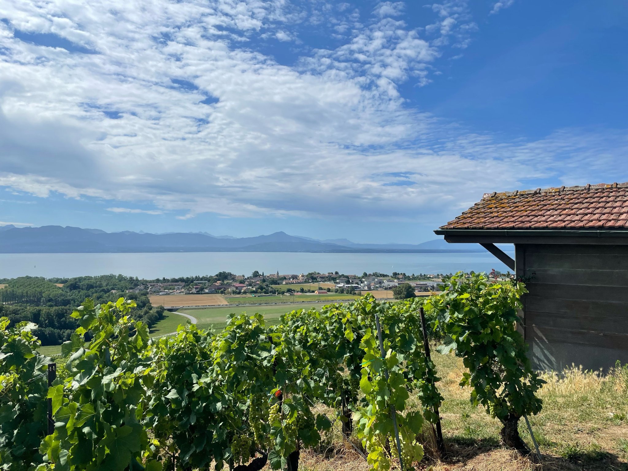 Pays de Vaud: des offres œnotouristiques qui foisonnent!
