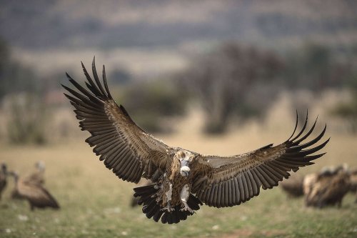 En Afrique australe, plus de 150 vautours en danger empoisonnés