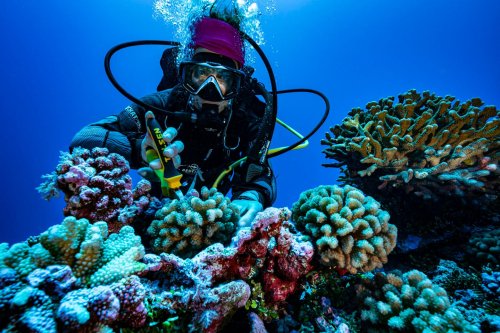 Polynésie française : la découverte qui pourrait sauver des récifs coralliens