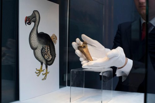 Une société de biotechnologies veut ressusciter le dodo, après le mammouth et le loup de Tasmanie