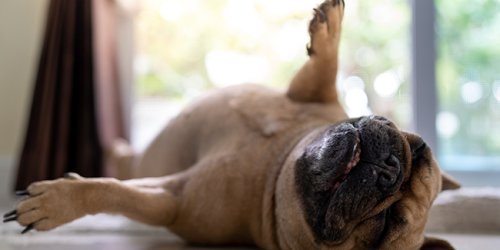 Mon chien dort sur le dos, les pattes en l’air : pourquoi ?