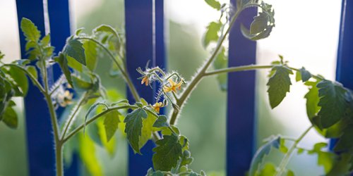 Quels légumes et aromatiques sur un balcon ?
