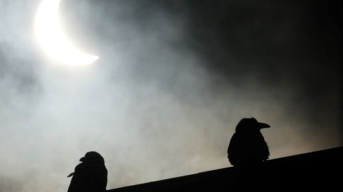 Quand le soleil disparaît, les oiseaux se taisent-ils ? Ce que révèle une éclipse solaire