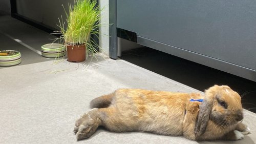 À la rencontre de Pumba, le lapin mascotte du Truffaut de Montparnasse à Paris : « le magasin est sa maison »