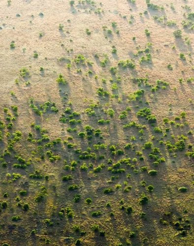 Pourquoi la Grande muraille verte reste un projet en Afrique - Les Echos Planète