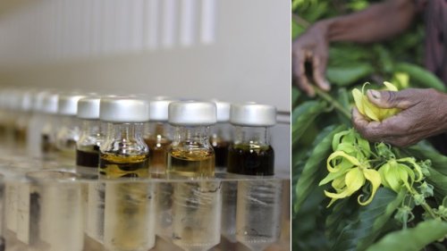 Biolandes cultive la fine fleur des huiles essentielles bio