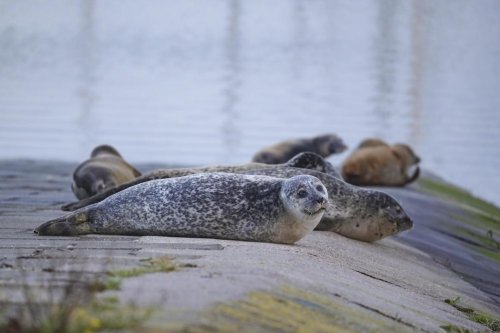 Des phoques attaqués par des chiens sur la côte belge