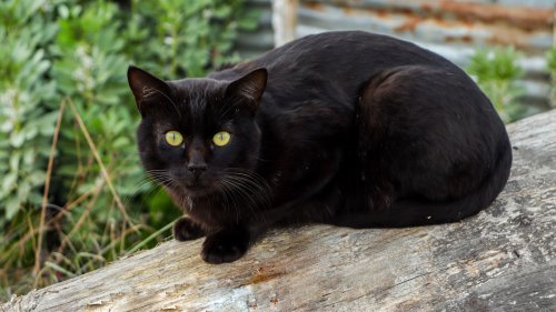 Journée internationale du chat noir : pourquoi ont-ils mauvaise réputation ?