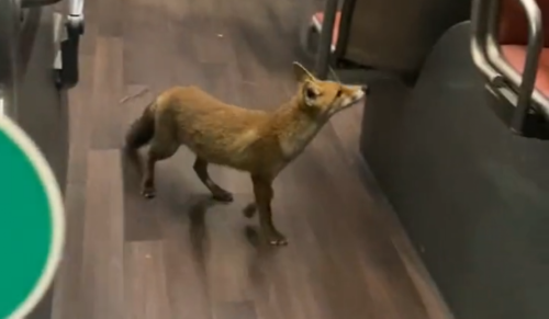 Un renard prend le bus à Bruxelles (vidéo)