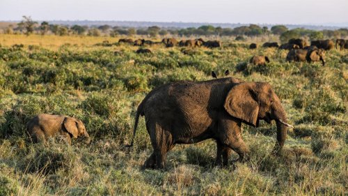 Un touriste meurt piétiné par un éléphant en Ouganda
