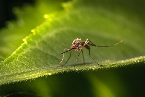 Cinq infos insolites sur les moustiques que vous ne saviez pas