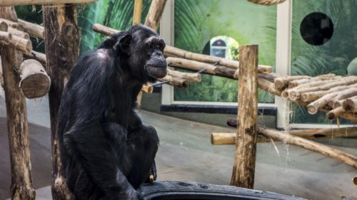 Le zoo d’Anvers interdit définitivement l’accès au parc à une visiteuse régulière, trop proche d’un chimpanzé