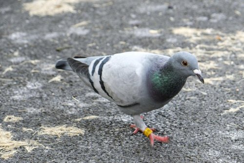 Devant effectuer un trajet de 600 km, un pigeon se retrouve finalement à plus de… 6.000 km de son point de départ